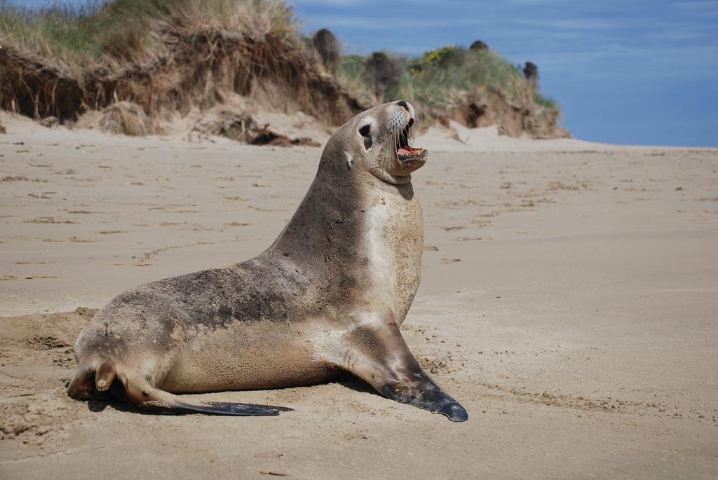 Catlins Newhaven Holiday Park Owaka Rum bild